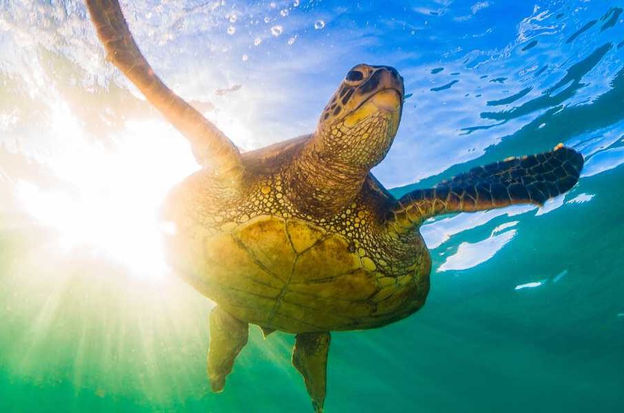 Sea turtle experience during a private Oahu tour