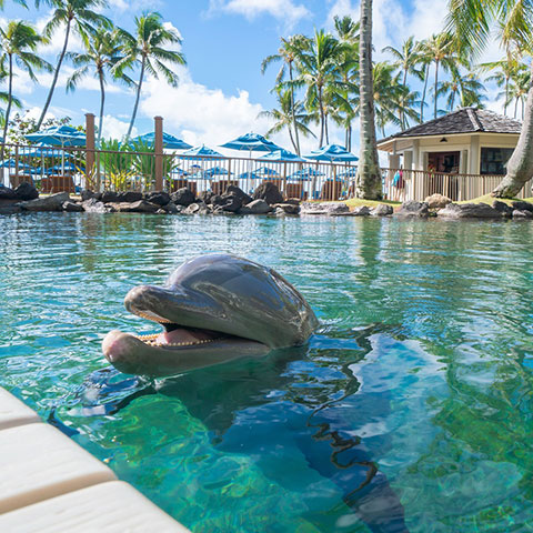 Dolphin show experience at a private Oahu resort