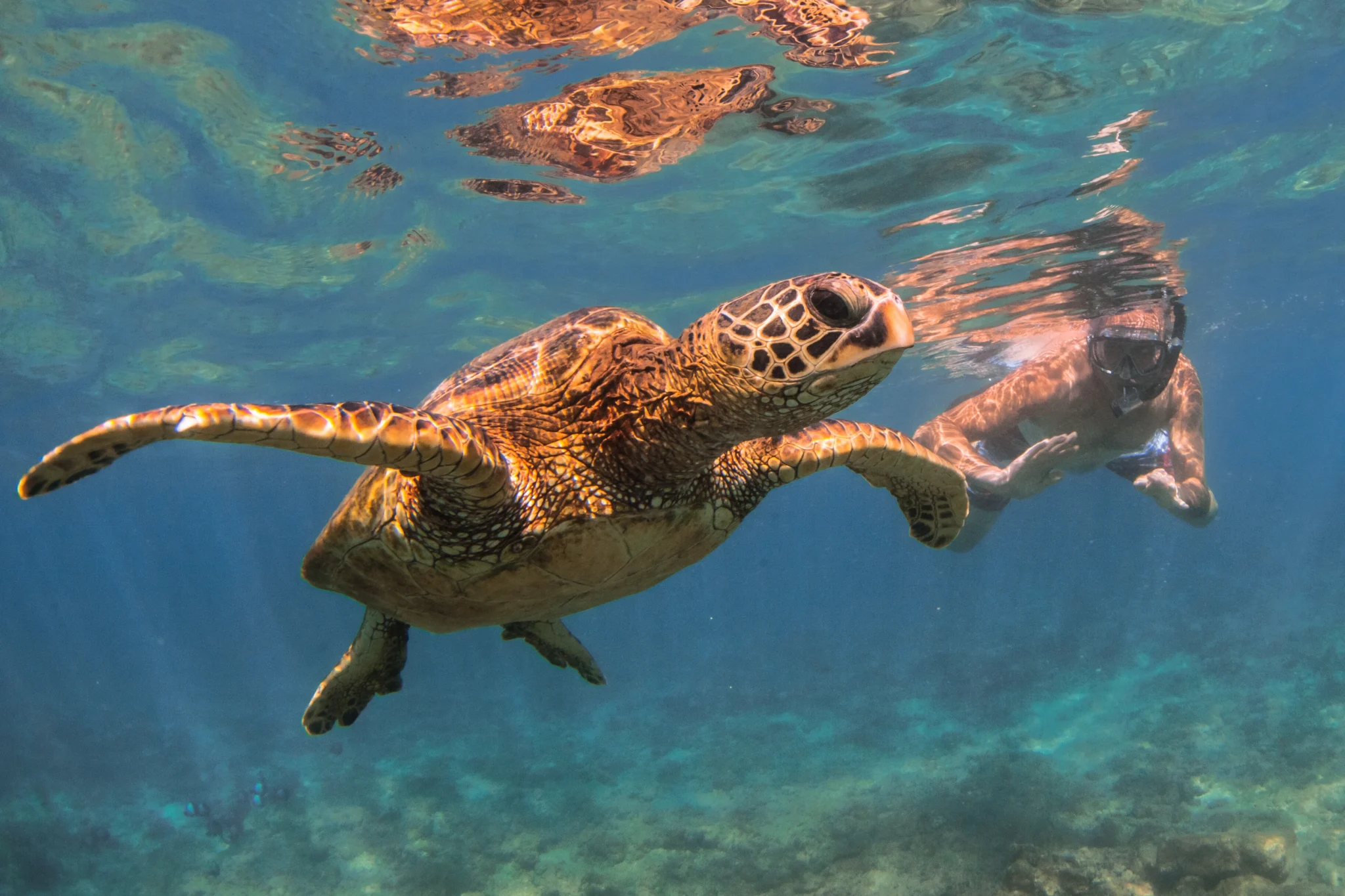 Turtle snorkeling on the Oahu Circle Island Tour