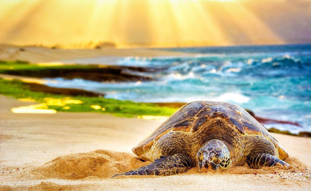 Hawaii Turtle Tours | Swim with Turtles Oahu